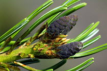 Close-up of needles and female flowers of Japanese white pine {Pinus parviflora} (arboretum Belgium)