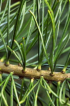 Close-up of needles from Japanese white pine (Pinus parviflora) (arboretum Belgium)