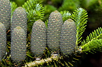 Cones of Korean fir {Abies koreana} in arboretum, Belgium