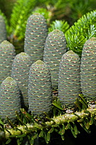 Cones of Korean fir {Abies koreana} in arboretum Belgium