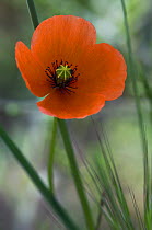 Long headed poppy {Papaver dubium} in flower, Spain