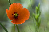 Long headed poppy {Papaver dubium} in flower, Spain