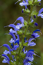 Close-up of Meadow clary in flower {Salvia pratensis} France