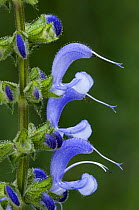 Close-up of Meadow clary flowers {Salvia pratensis} La Brenne, France