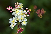 Meadowsweet / Dropwort {Filipendula vulgaris} Spain