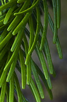 Close-up of needles on Nordman / Caucasian fir {Abies nordmanniana} (arboretum Belgium)