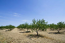 Almond tree orchard {Prunus dulcis} Spain