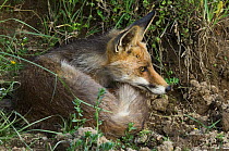 Red fox {Vulpes vulpes} infested with ticks curled up at riverbank, Spain