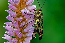 Scorpionfly {Panorpa sp.} on Meadow / Common bistort {Bistorta officinalis} Gran Paradiso NP, Alps, Italy