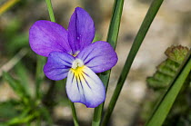 Seaside pansy {Viola curtisii} in flower, Texel, The Netherlands