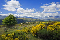 Landscape dotted with Spanish broom {Spartium junceum} Sierra de Gredos, Spain