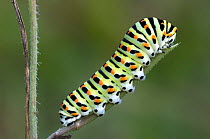 Swallowtail butterfly caterpillar {Papilio machaon}, La Brenne, France