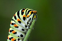 Close-up of feeding Swallowtail butterfly caterpillar {Papilio machaon} La Brenne, France