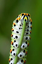 Close-up of feeding Swallowtail butterfly caterpillar {Papilio machaon} La Brenne, France