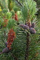 Male flowers and developing cones on Swiss Mountain Pine {Pinus mugo} - arboretum, Belgium