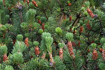 Male flowers and developing cones on Swiss Mountain Pine {Pinus mugo} - arboretum, Belgium