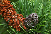 Male flowers and developing cone on Swiss Mountain Pine {Pinus mugo} - arboretum, Belgium