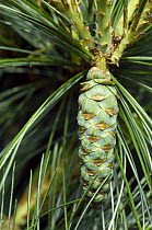 White pine {Pinus strobus} showing developing cone, from Himalayas, Nepal