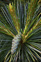 White pine (Pinus strobus) showing developing cone and female flowers, from Himalayas, Nepal