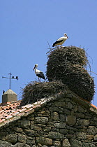 White storks {Ciconia ciconia} with starlings (Sturnus vulgaris) nesting on roof of old church, Spain