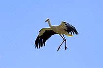 White stork {Ciconia ciconia} against blue sky, preparing to land, Spain