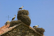 White storks {Ciconia ciconia} nesting on roof of church, Spain