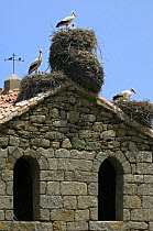 White storks {Ciconia ciconia} nesting on roof of old church, Spain
