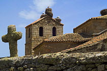White storks {Ciconia ciconia} nesting on roof of old church, Spain