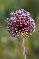 Wild leek {Allium ampeloprasum} Spain