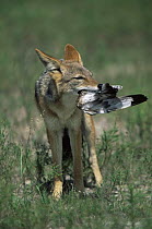 Black backed jackal {Canis mesomelas} with Spotted dikkop prey {Burhinus capensis} Kenya