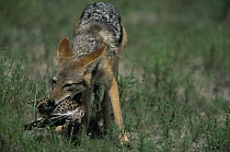 Black backed jackal {Canis mesomelas} with Spotted dikkop prey {Burhinus capensis} Kenya