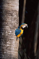Blue and yellow macaw {Ara ararauna} emerging from nest hole, South America