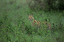 Serval in undergrowth {Felis serval} Kenya