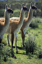 Three Guanacos, standing looking alert {Lama guanicoe} Torres del Paine NP, Chile