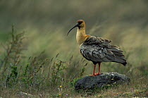 Buff necked ibis {Theristicus caudatus melanopis} Torres del Paine NP, Chile