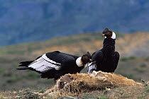 Andean condors {Vultur gryphus} feeding off Guanaco carcass, Torres del Paine NP, Chile
