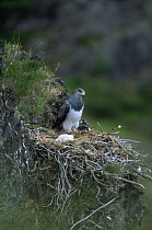 Black chested buzzard eagle {Geranoaetus melanoleucos} with chick at nest, Torres del Paine NP, Chile