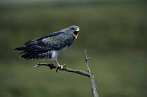 Black chested buzzard eagle calling {Geranoaetus melanoleucos}  Torres del Paine NP, Chile