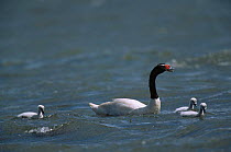 Black necked swan {Cygnus melancoryphus} with three cygnets on water, Torres del Paine NP, Chile