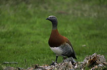 Ashy headed goose {Chloephaga poliocephala} Torres del Paine NP, Chile