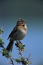Rufous collared sparrow {Zonotrichia capensis} singing, Torres del Paine NP, Chile