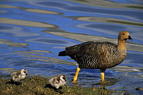Magellan / Upland goose {Chloephaga picta} with two goslings on land, Torres del Paine NP, Chile