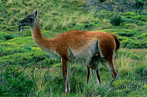 Guanaco suckling young {Llama guanicoe} Torres Del Paine NP, Chile