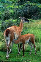 Guanaco suckling young {Llama guanicoe} Torres Del Paine NP, Chile