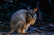 Tammar wallaby {Macropus eugenii} Kangaroo Is, South Australia