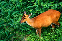 Barking deer {Muntiacus muntjak} female, Dudhura NP, Uttar Pradhesh, India