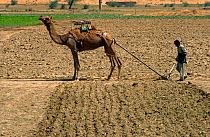Camel used for ploughing, Haryana, India