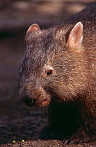 Common wombat {Vombatus ursinus} portrait, Queensland, Australia