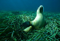 Australian sealion {Neophoca cinerea} underwater amongst sea grass, Hopkins Is, South Australia