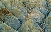 Soil erosion detail, 1500m, Pindos Mountain, Epirus, Greece, caused by over grazing and fires